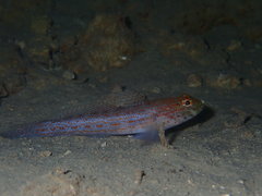 Istigobius
