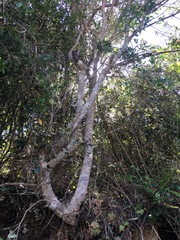 Chionanthus foveolatus