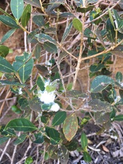 Chionanthus foveolatus