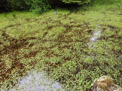 Ranunculus fuegianus