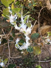 Chionanthus foveolatus