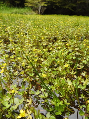 Ranunculus fuegianus