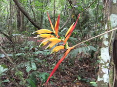 Heliconia hirsuta