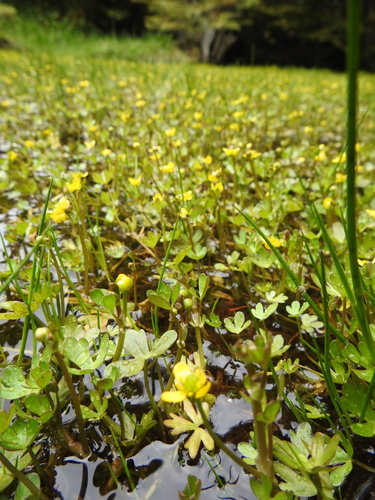 Image of Ranunculus fuegianus by (c) María Regina Silva, some rights reserved (CC BY)