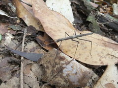 Ocnophiloidea regularis