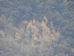 Magnolia nuevoleonensis