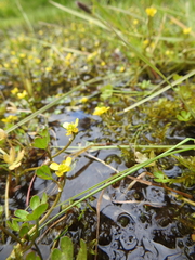 Ranunculus fuegianus