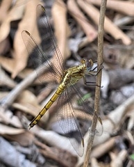 Orthetrum guineense
