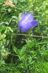 Campanula cochleariifolia