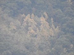 Magnolia nuevoleonensis