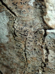 Pseudoschismatomma rufescens