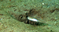 Microgobius microlepis