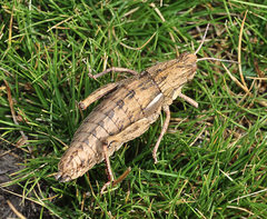 Eumigus monticola