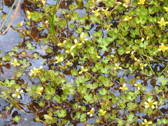 Ranunculus fuegianus