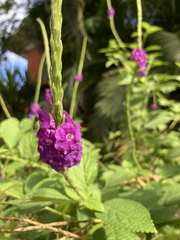 Stachytarpheta frantzii
