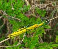 Tithonophasma tithonus