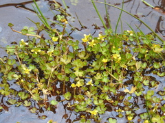 Ranunculus fuegianus