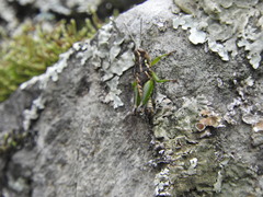 Phaulotettix adibilis