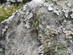 Phaulotettix adibilis