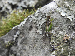 Phaulotettix adibilis