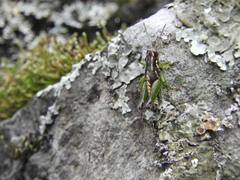 Phaulotettix adibilis