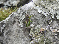 Phaulotettix adibilis