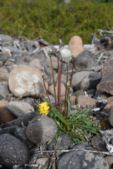Taraxacum longicorne