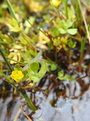 Ranunculus fuegianus