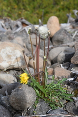 Taraxacum longicorne