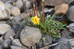 Taraxacum longicorne