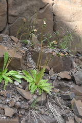 Taraxacum longicorne