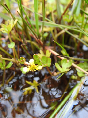 Image of Ranunculus fuegianus by (c) María Regina Silva, some rights reserved (CC BY)