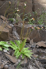 Taraxacum longicorne
