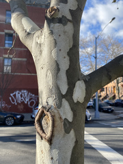 Platanus × hispanica