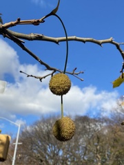 Platanus × hispanica