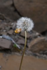 Taraxacum longicorne
