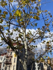Platanus × hispanica
