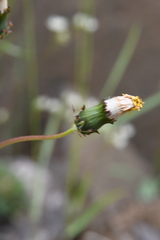 Taraxacum longicorne