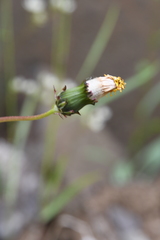 Taraxacum longicorne