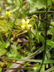 Ranunculus fuegianus