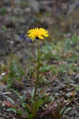 Taraxacum longicorne