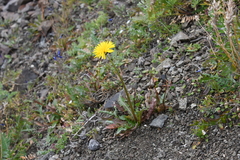 Taraxacum longicorne