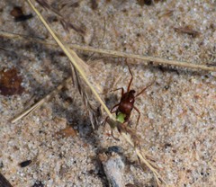 Pogonomyrmex comanche