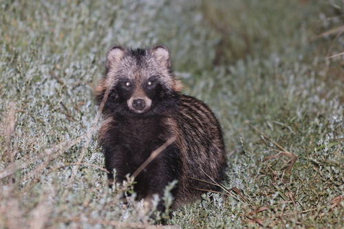 Mainland Raccoon Dog