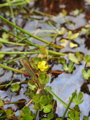Ranunculus fuegianus