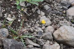 Taraxacum macilentum