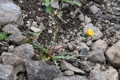 Taraxacum macilentum