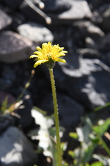 Taraxacum macroceras