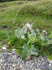 Senecio smithii