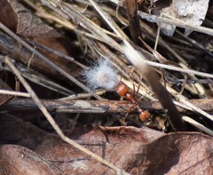 Pogonomyrmex comanche
